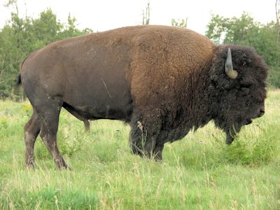 Buffalo