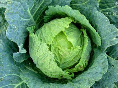 Cabbage