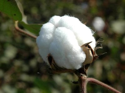 Cotton