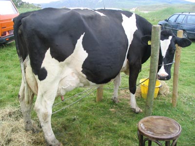 Cow