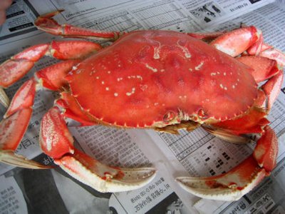 Crab