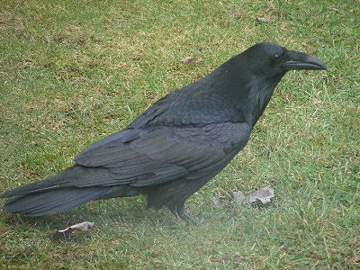 Crow