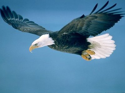 Eagle