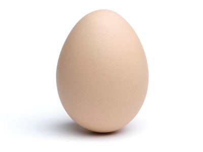 Egg