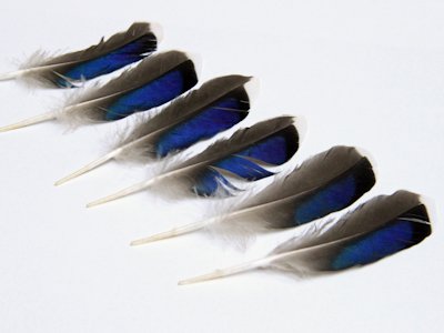 Feather