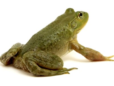 Frog