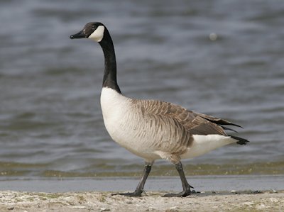 Goose