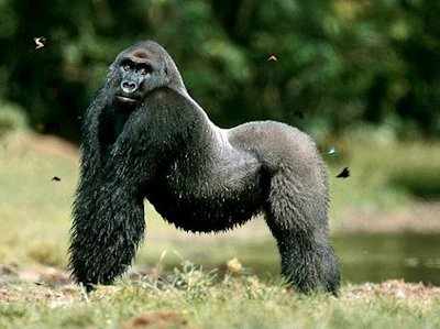 Gorilla