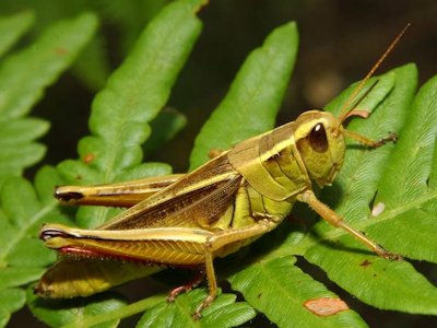 Grasshopper