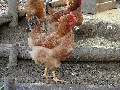 Hen