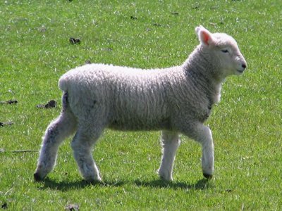 Lamb