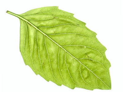 Leaf