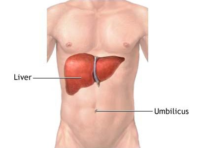 Liver