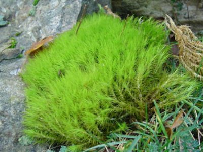 Moss