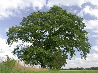 Oak