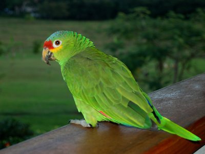 Parrot