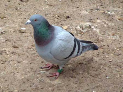 Pigeon