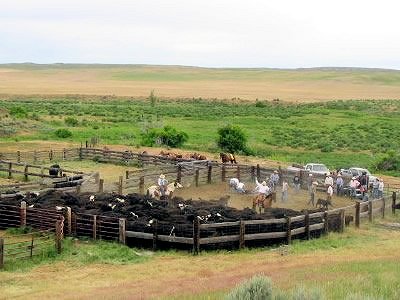 Cattle Ranch Pictures