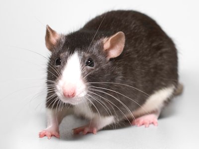 Rat