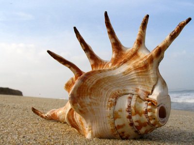 Shell