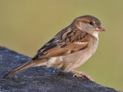 Sparrow