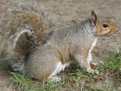 Squirrel