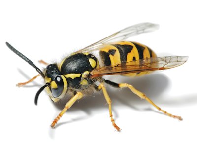 Wasp