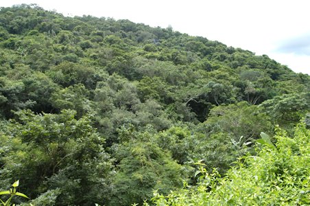 vegetation
