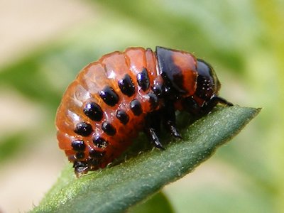 Larva