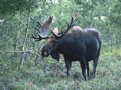 Moose