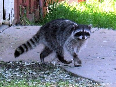 raccoon