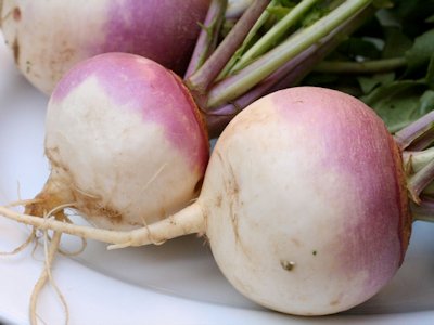 Turnip