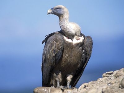 Vulture