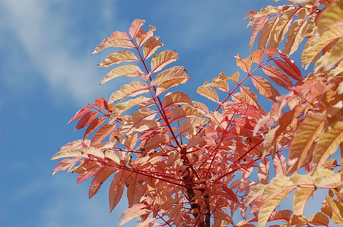 Chinese Toon Tree