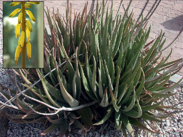 Aloe Plant