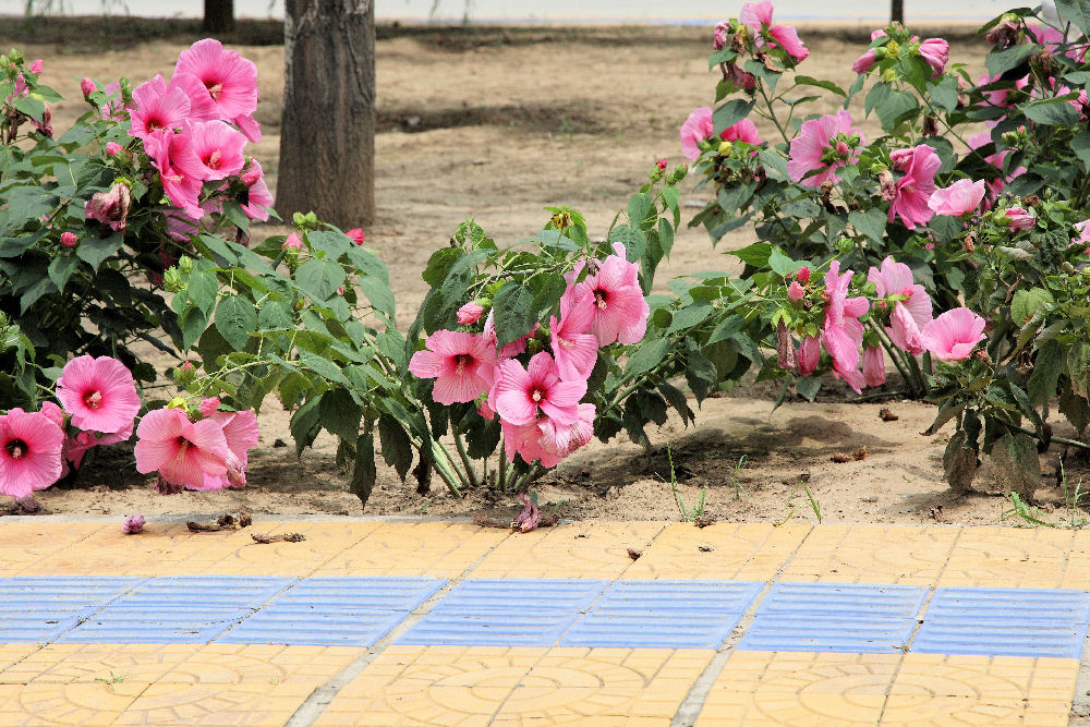 Botanical Gardens in Baoding China - 2008