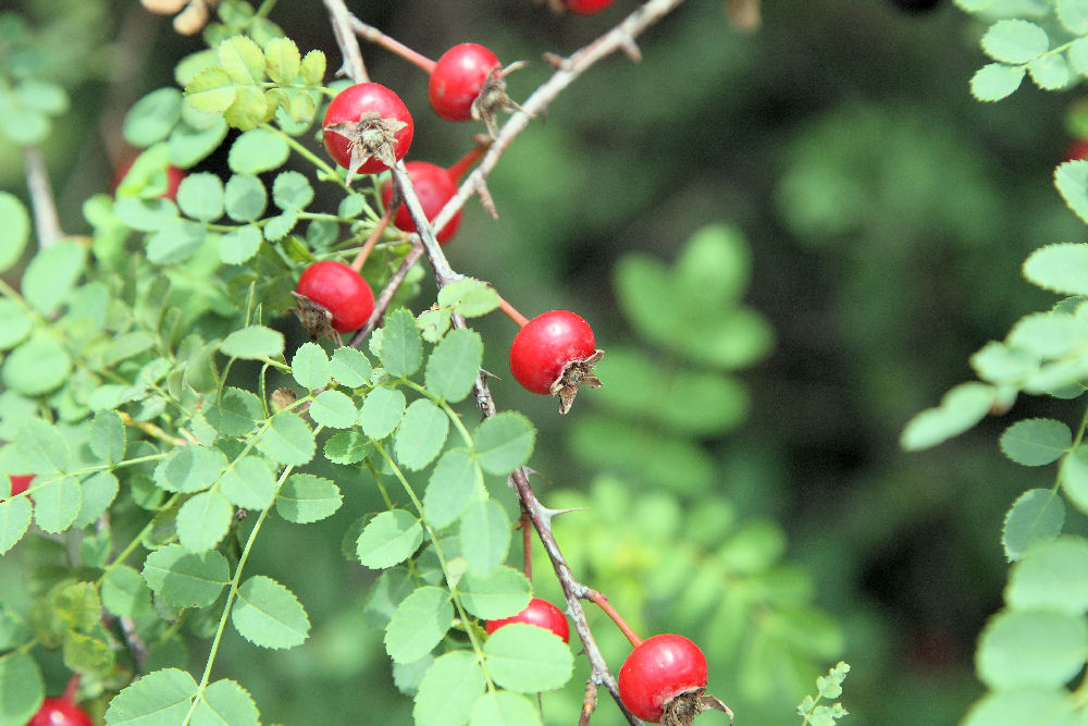 Botanical Gardens in Baoding China - 2008