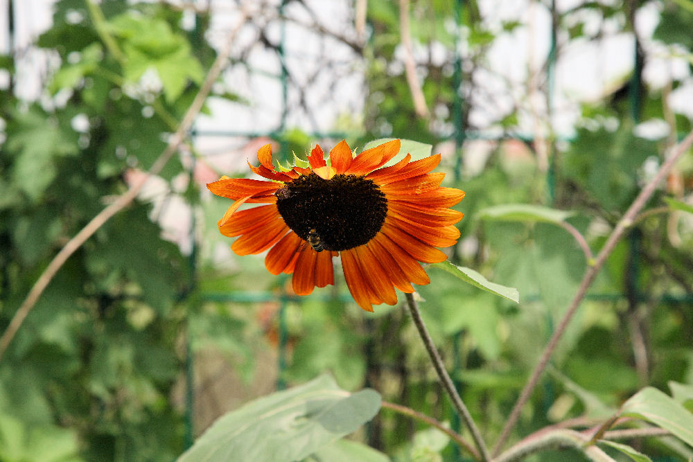 Botanical Gardens in Baoding China - 2008