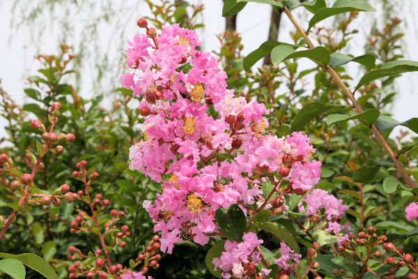 Botanical Gardens in Baoding China - 2008