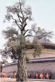 The Nine-Dragon Cypress