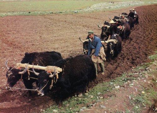 Plowing Field with Yaks