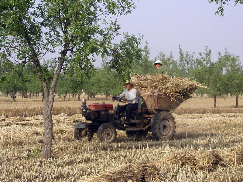 Chinese Wheat Harvest
