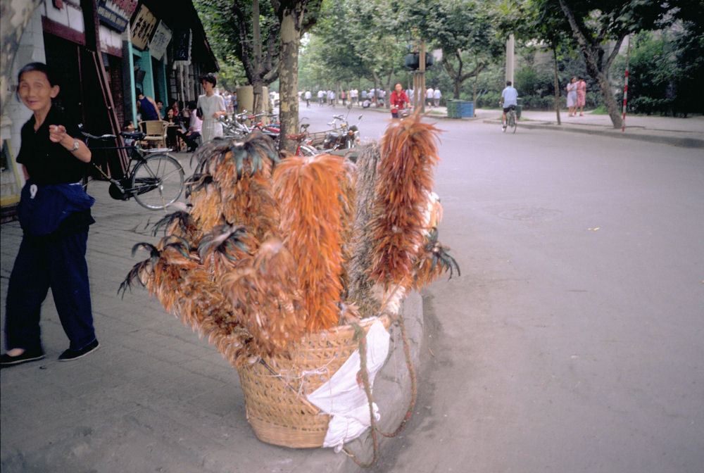 Chinese Feather Dusters