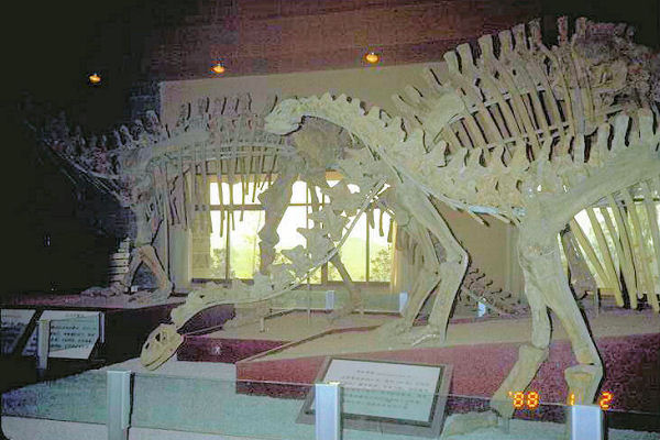 Dinosaur at the Dinosaur Museum at Zigong