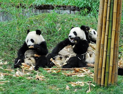 Pandas in Wolong   