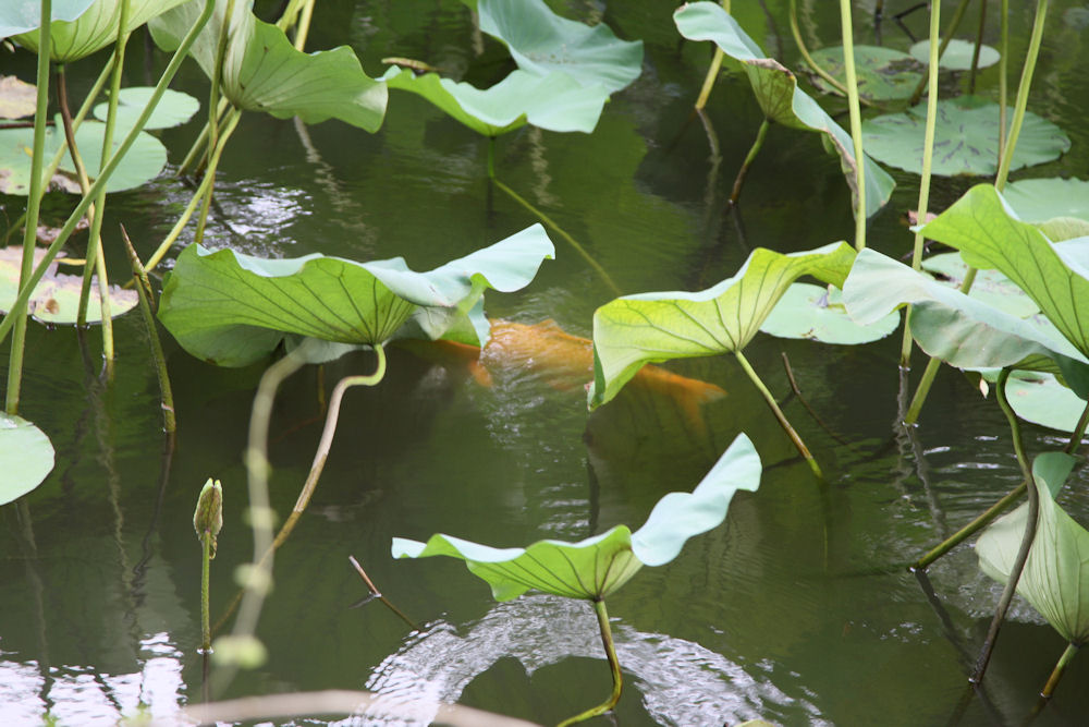 Humble Administrator's Garden in Suzhou China