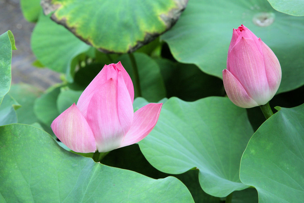 Humble Administrator's Garden in Suzhou China