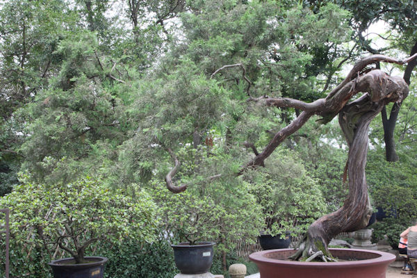 Humble Administrator's Garden in Suzhou China