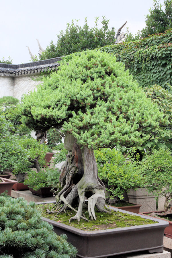 Humble Administrator's Garden in Suzhou China