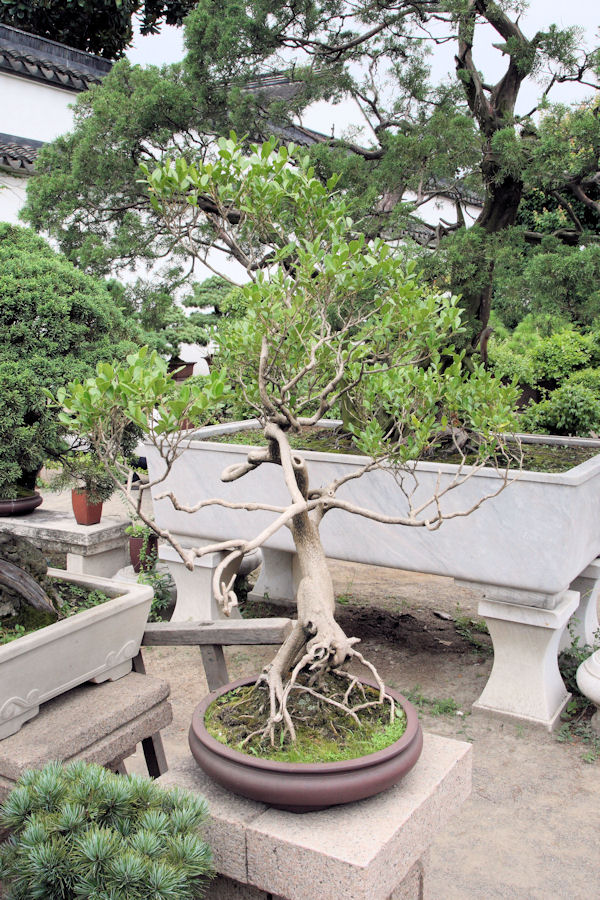 Humble Administrator's Garden in Suzhou China